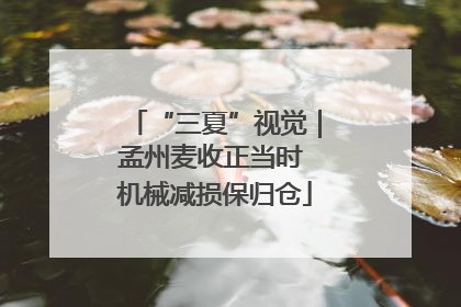 “三夏”视觉｜孟州麦收正当时 机械减损保归仓