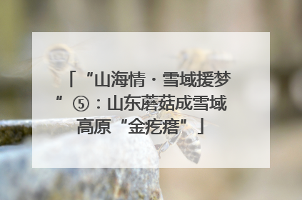 “山海情・雪域援梦”⑤：山东蘑菇成雪域高原“金疙瘩”