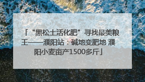 “黑松土活化肥”寻找最美粮王——濮阳站：碱地变肥地 濮阳小麦亩产1500多斤