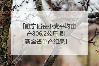 睢宁稻茬小麦平均亩产806.2公斤 刷新全省单产纪录