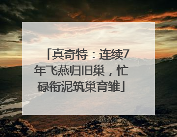 真奇特：连续7年飞燕归旧巢，忙碌衔泥筑巢育雏