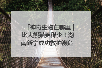 神奇生物在哪里｜比大熊猫更稀少！湖南新宁成功救护濒危鸟类海南鳽