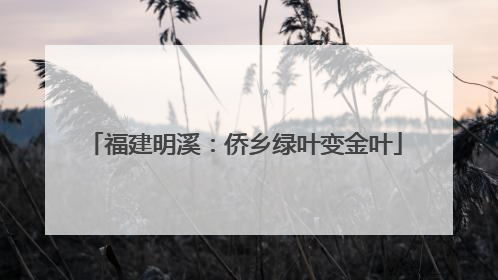 福建明溪：侨乡绿叶变金叶