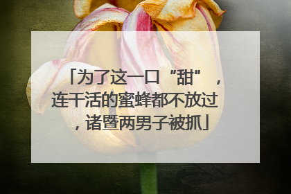 为了这一口“甜”，连干活的蜜蜂都不放过，诸暨两男子被抓