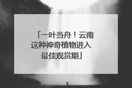 一叶当舟！云南这种神奇植物进入最佳观赏期