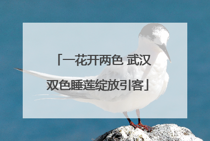 一花开两色 武汉双色睡莲绽放引客