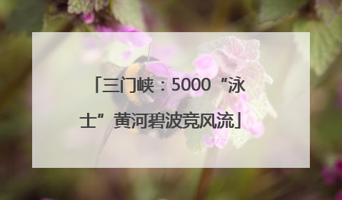 三门峡：5000“泳士”黄河碧波竞风流