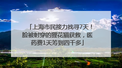 上海市民接力找寻7天！脸被射穿的狸花猫获救，医药费1天筹到四千多