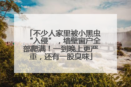 不少人家里被小黑虫“入侵”，墙壁窗户全部爬满！一到晚上更严重，还有一股臭味