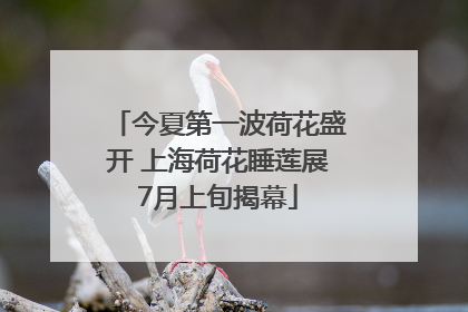 今夏第一波荷花盛开 上海荷花睡莲展7月上旬揭幕