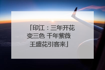 印江：三年开花变三色 千年紫薇王盛花引客来