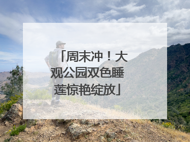 周末冲！大观公园双色睡莲惊艳绽放