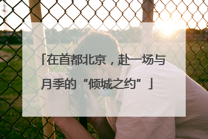 在首都北京，赴一场与月季的“倾城之约”