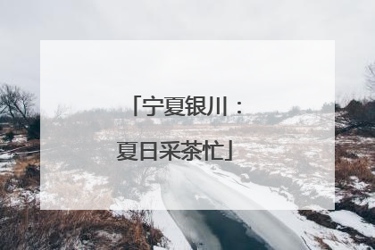 宁夏银川：夏日采茶忙