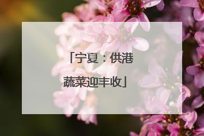 宁夏：供港蔬菜迎丰收