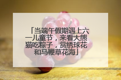当端午假期遇上六一儿童节，来看大熊猫吃粽子，赏绣球花和马鞭草花海