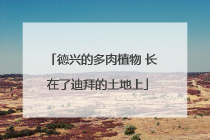 德兴的多肉植物 长在了迪拜的土地上