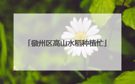 徽州区高山水稻种植忙