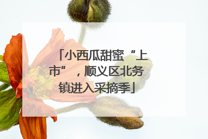 小西瓜甜蜜“上市”，顺义区北务镇进入采摘季