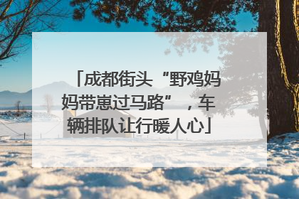 成都街头“野鸡妈妈带崽过马路”，车辆排队让行暖人心