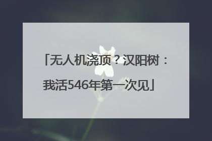 无人机浇顶？汉阳树：我活546年第一次见