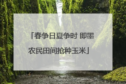 春争日夏争时 即墨农民田间抢种玉米