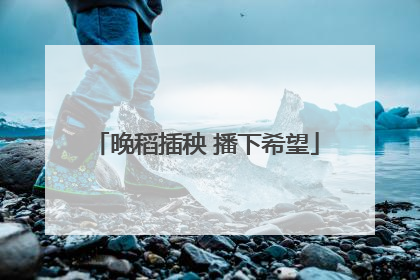 晚稻插秧 播下希望