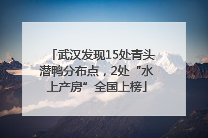 武汉发现15处青头潜鸭分布点，2处“水上产房”全国上榜
