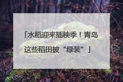 水稻迎来插秧季！青岛这些稻田披“绿装”