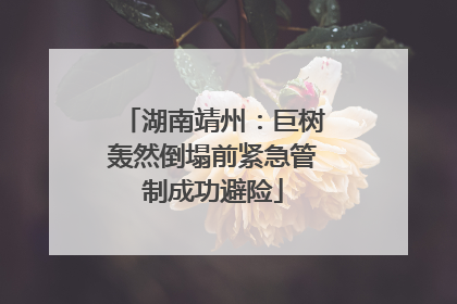 湖南靖州：巨树轰然倒塌前紧急管制成功避险