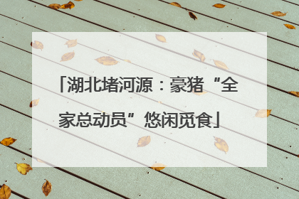 湖北堵河源：豪猪“全家总动员”悠闲觅食