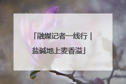 融媒记者一线行｜盐碱地上麦香溢