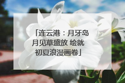 连云港：月牙岛月见草盛放 绘就初夏浪漫画卷
