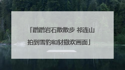 蹭蹭岩石散散步 祁连山拍到雪豹和豺撒欢画面