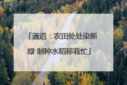 通道：农田处处染新绿 制种水稻移栽忙