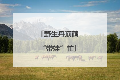 野生丹顶鹤“带娃”忙