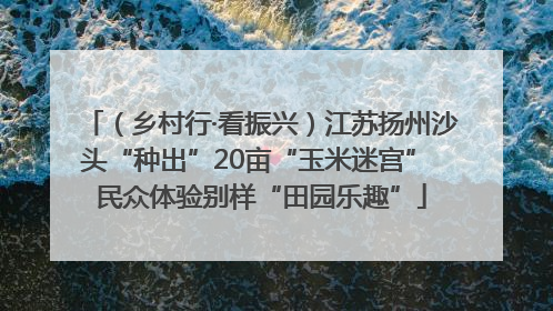 （乡村行·看振兴）江苏扬州沙头“种出”20亩“玉米迷宫” 民众体验别样“田园乐趣”